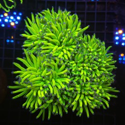 H-4006 - Euphyllia glabrescens