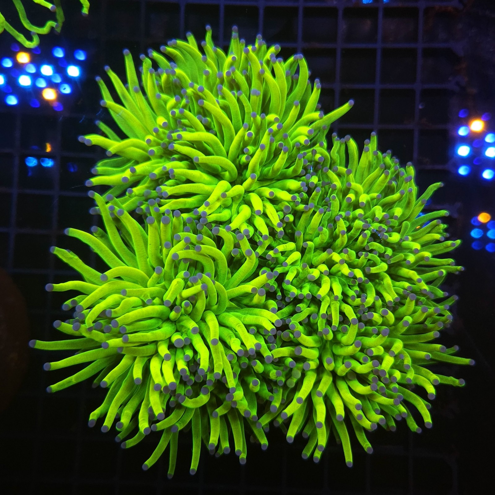 H-4006 - Euphyllia glabrescens