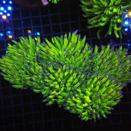 H-4007 - Euphyllia glabrescens