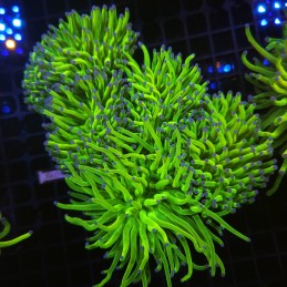 H-4008 - Euphyllia glabrescens