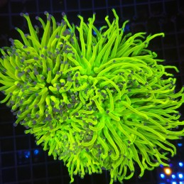 H-4009 - Euphyllia glabrescens