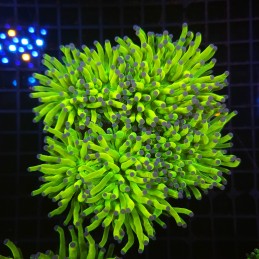 H-4010 - Euphyllia glabrescens
