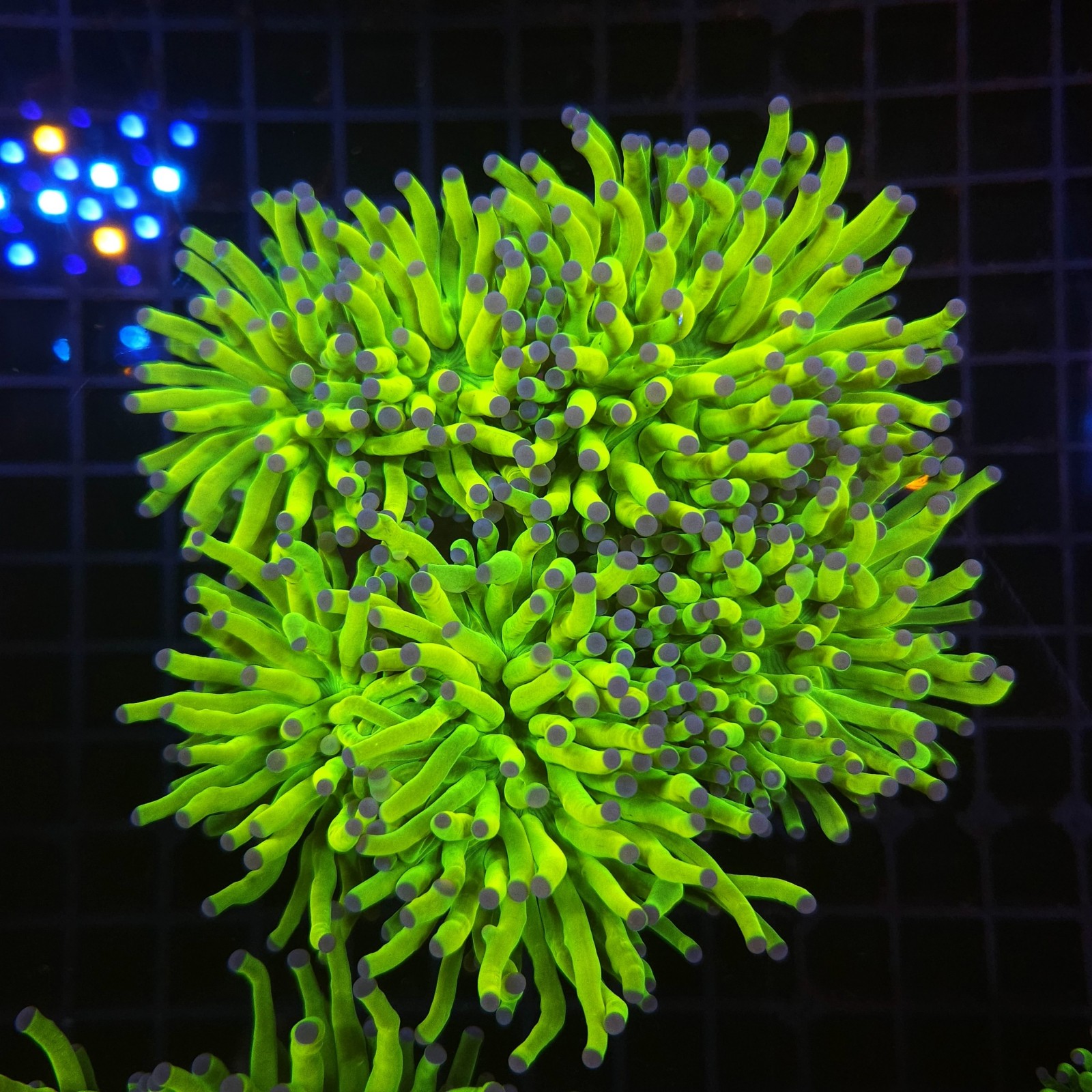 H-4010 - Euphyllia glabrescens