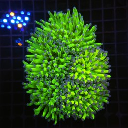 H-4011 - Euphyllia glabrescens