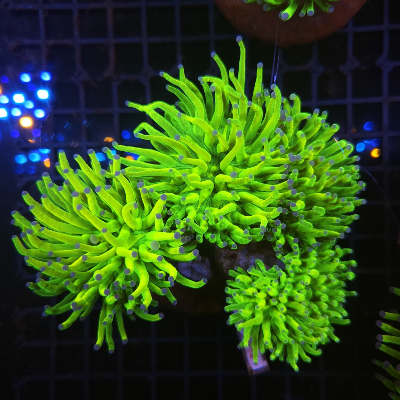 H-4012 - Euphyllia glabrescens