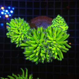 H-4013 - Euphyllia glabrescens