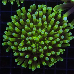 H-6503 - Heliofungia