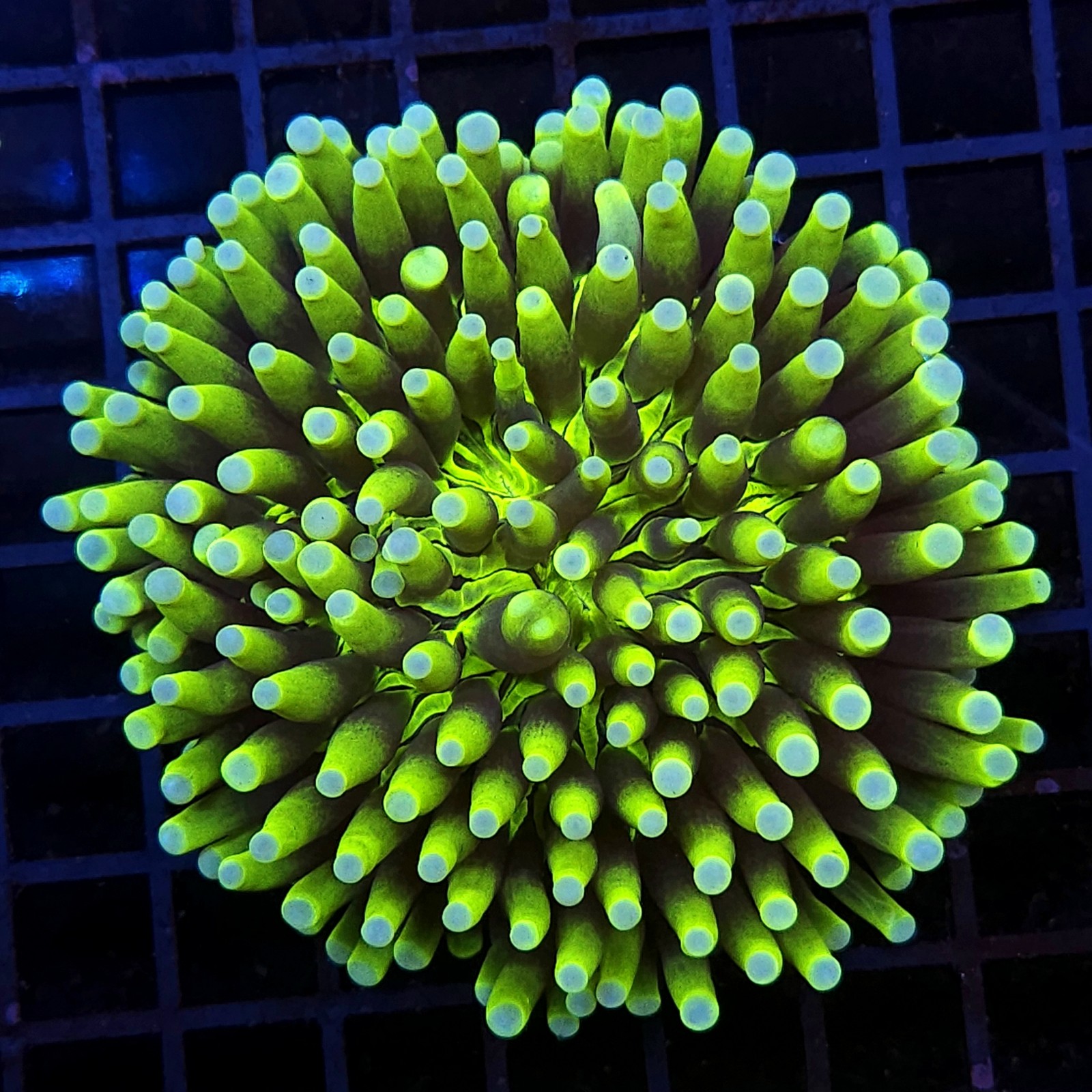 H-6506 - Heliofungia