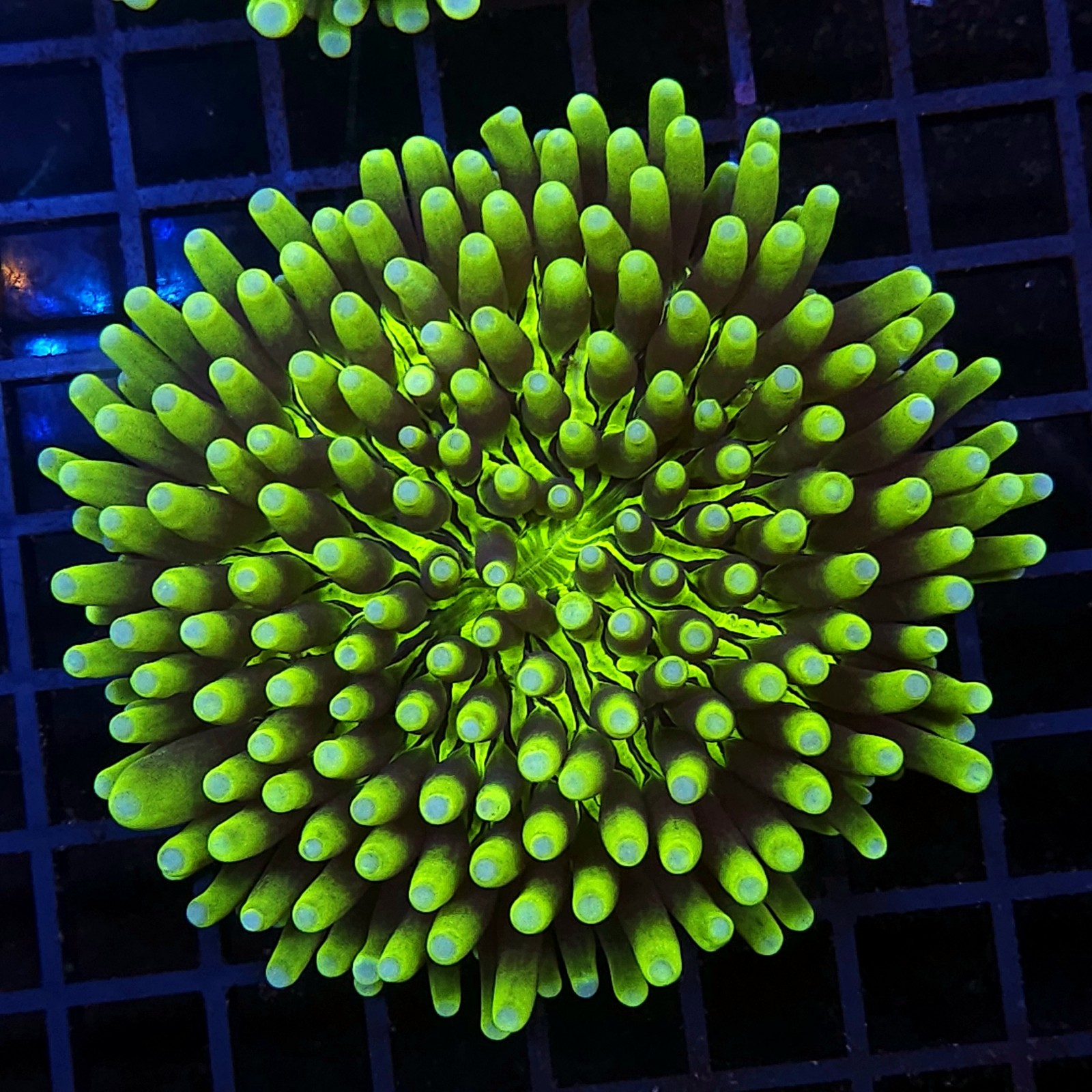 H-6507 - Heliofungia