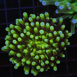 H-6508 - Heliofungia