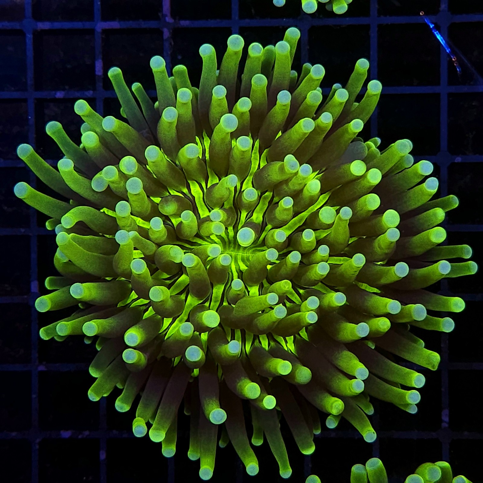 H-6509 - Heliofungia
