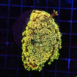 H-5001 - Goniopora