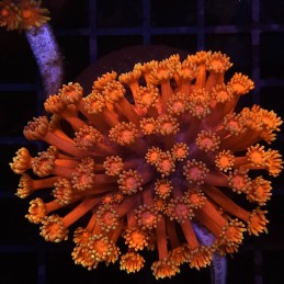 H-5002 - Goniopora