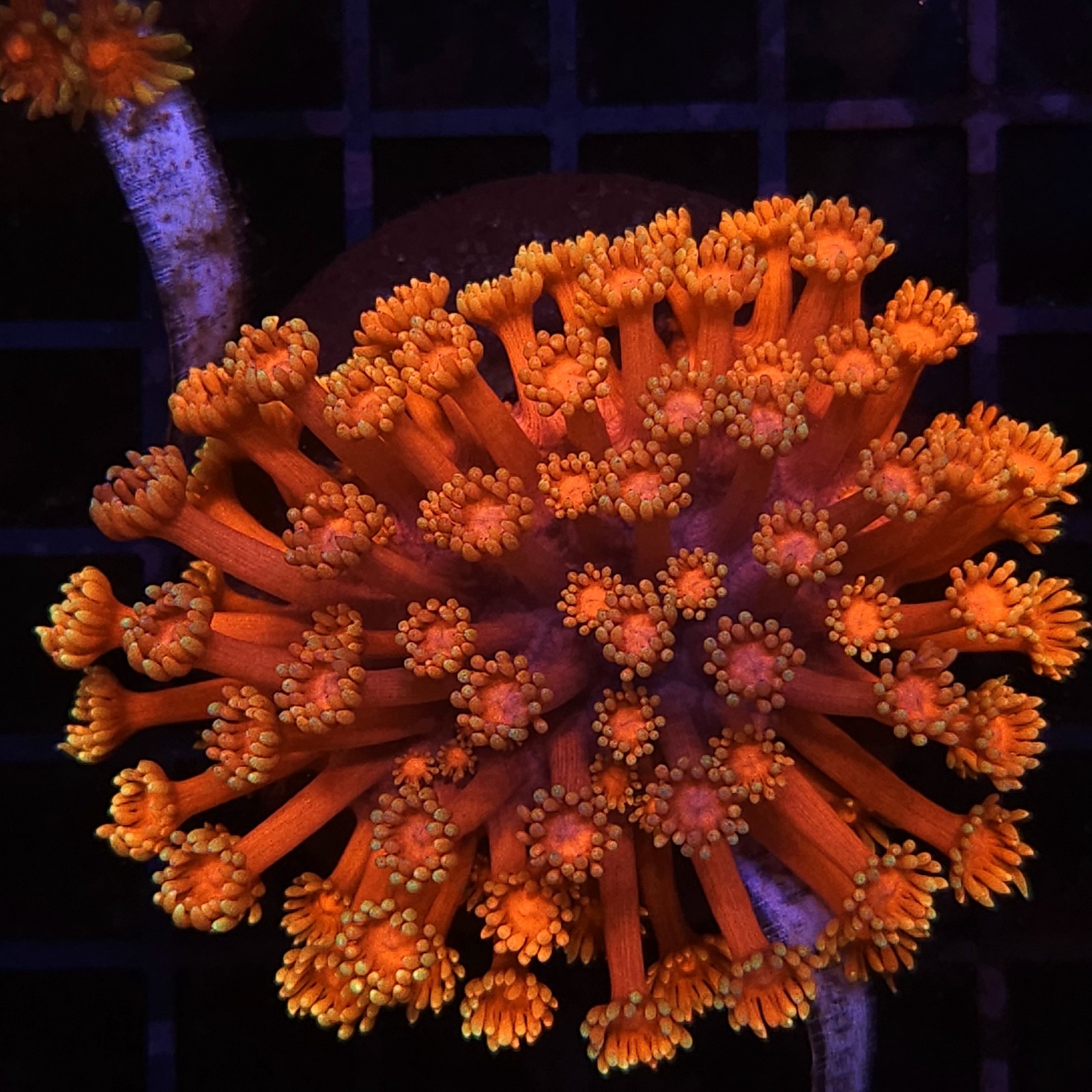 H-5002 - Goniopora