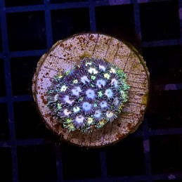 H-5003 - Goniopora