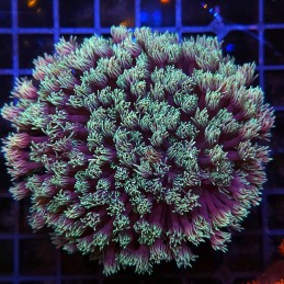 H-5004 - Goniopora
