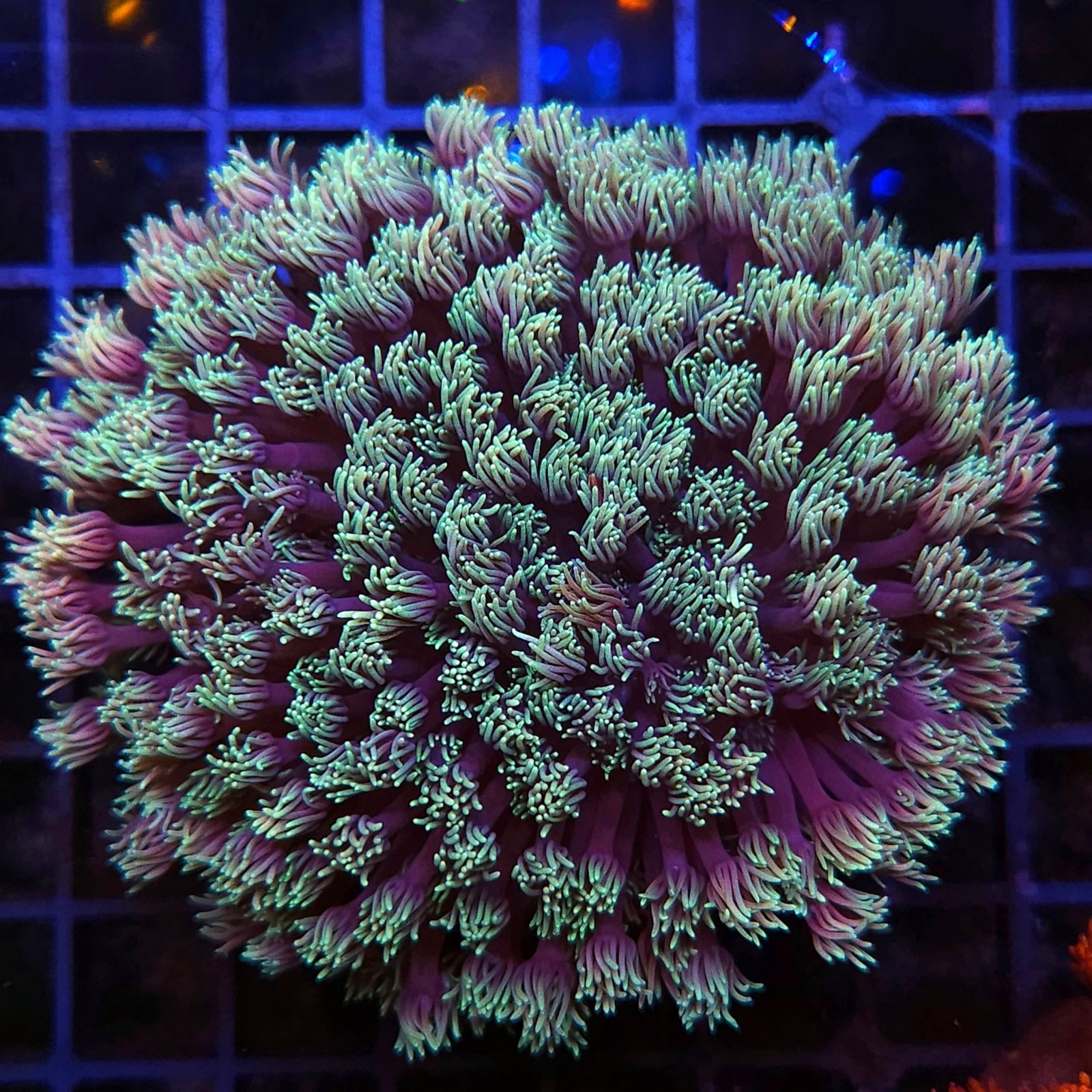 H-5004 - Goniopora