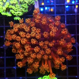 H-5005 - Goniopora