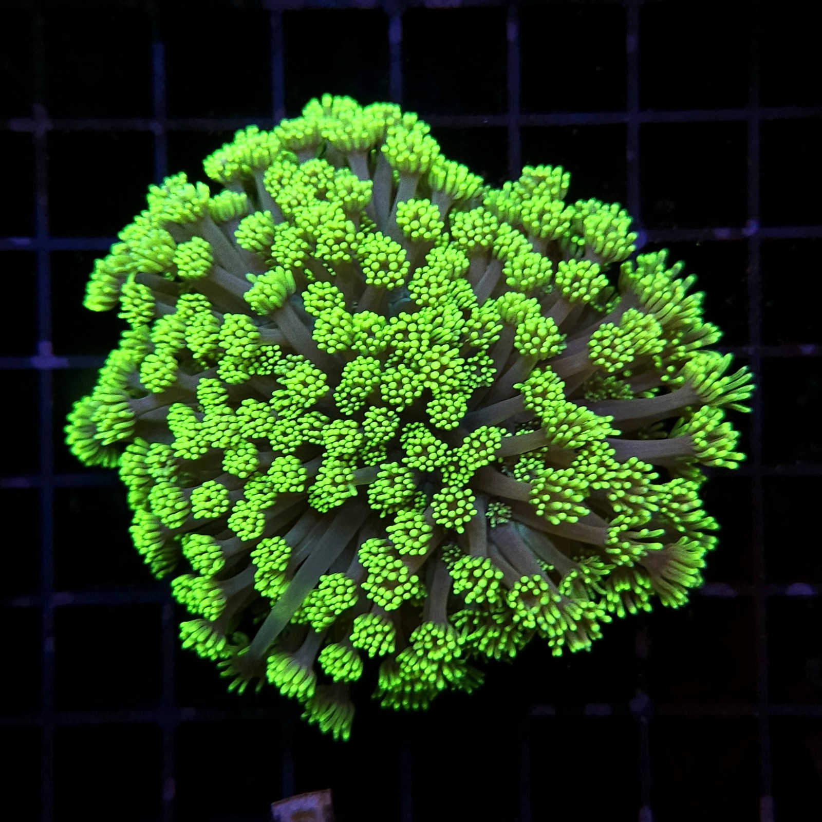 H-5007 - Goniopora