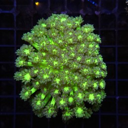 H-5008 - Goniopora
