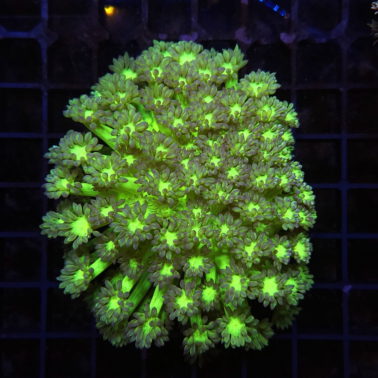 H-5008 - Goniopora