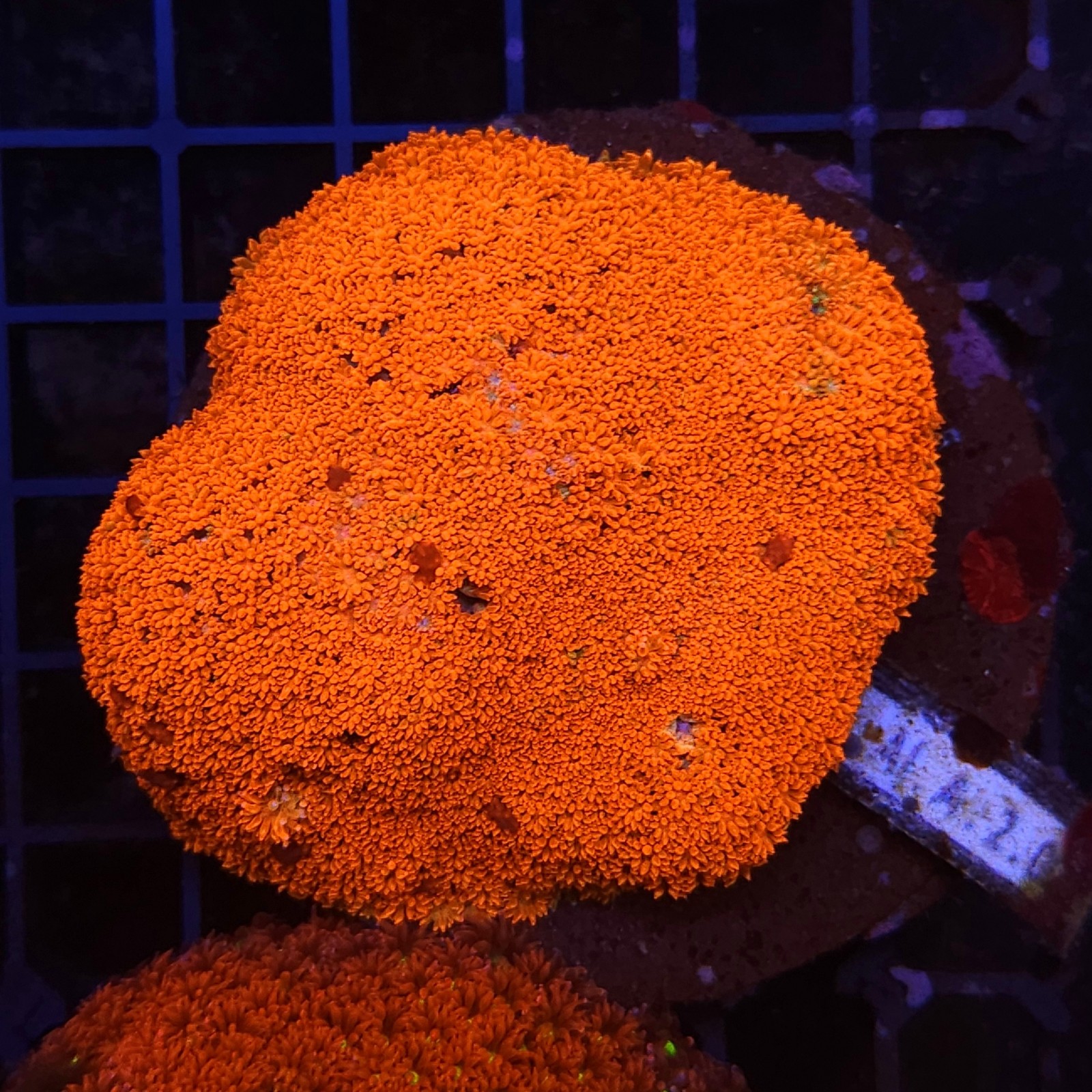 H-5009 - Goniopora