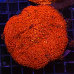 H-5010 - Goniopora