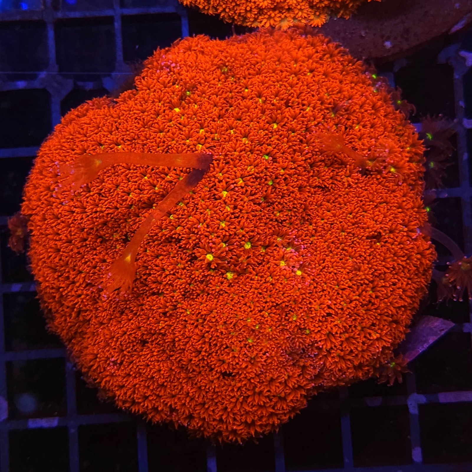 H-5010 - Goniopora