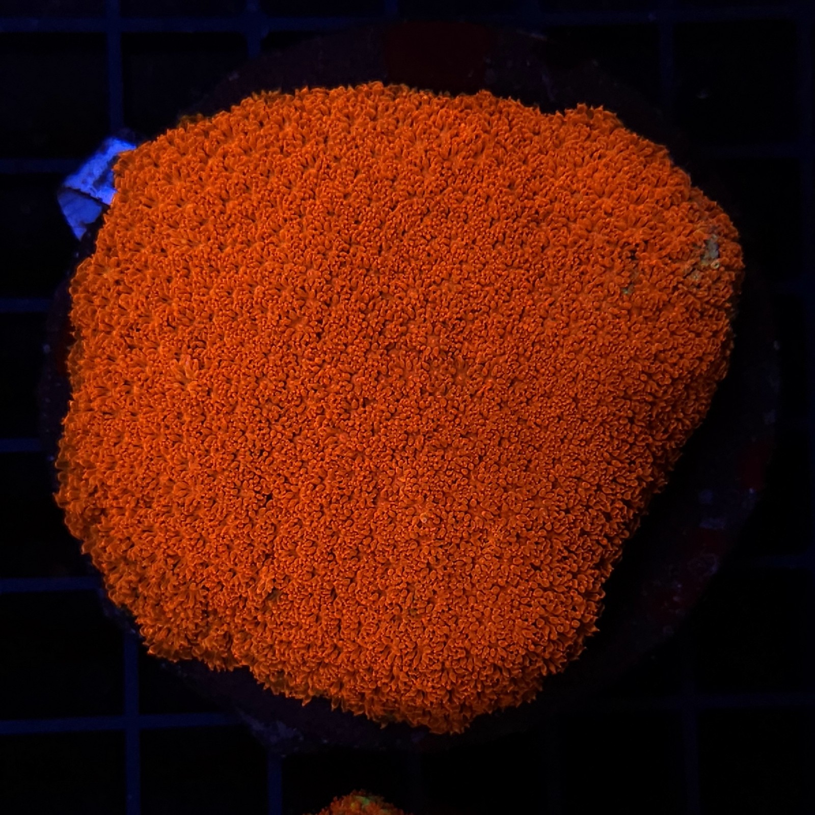 H-5011 - Goniopora