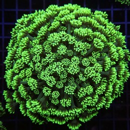 H-5012 - Goniopora