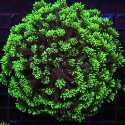 H-5013 - Goniopora