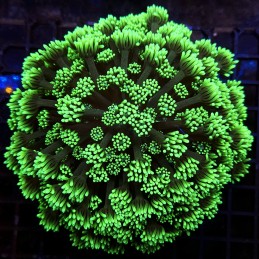 H-5014 - Goniopora