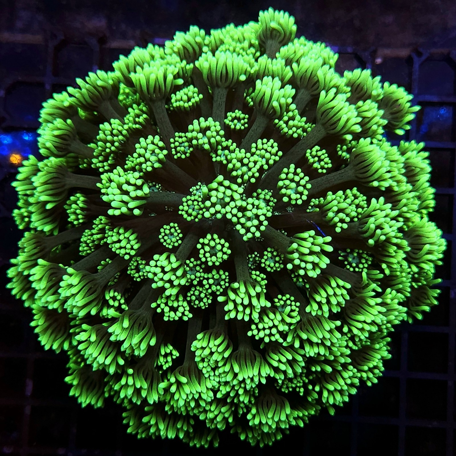 H-5014 - Goniopora