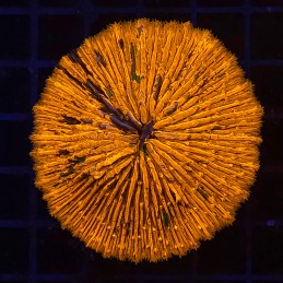 H-6001 - Fungia