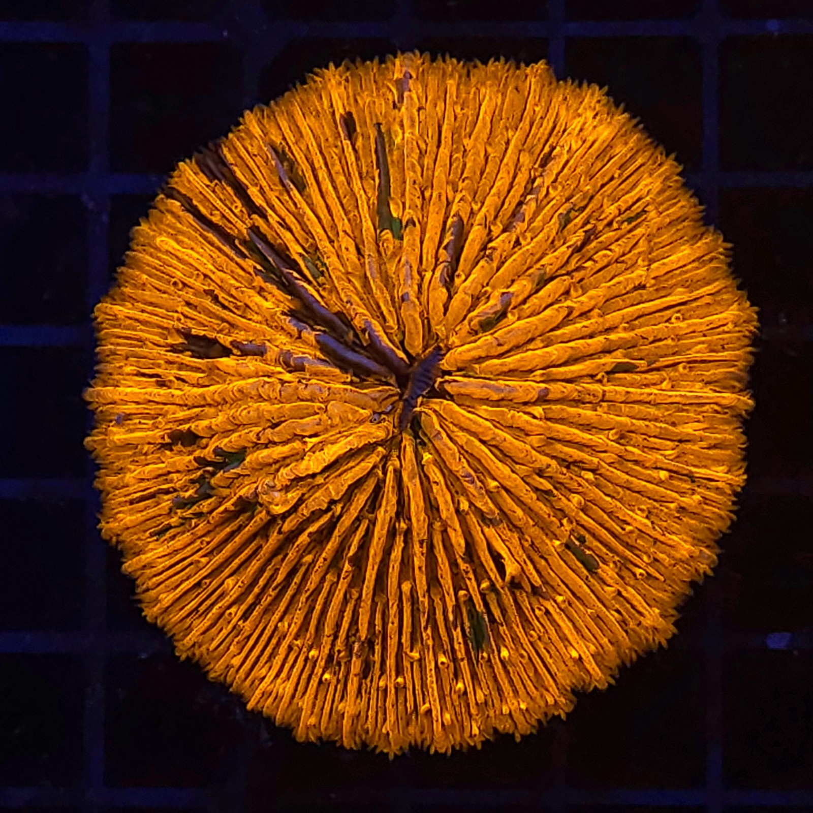 H-6001 - Fungia