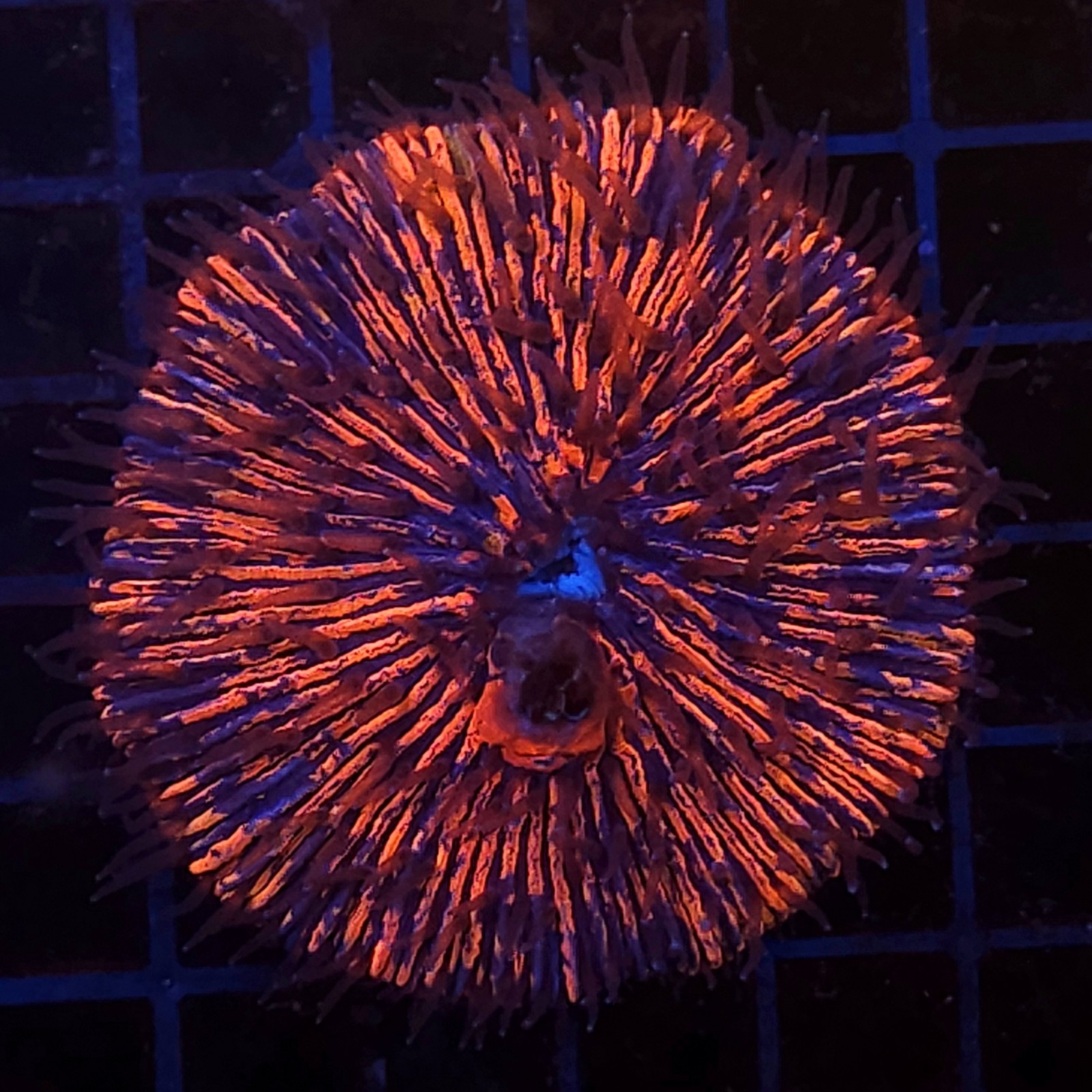 H-6002 - Fungia