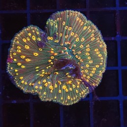 H-6003 - Fungia