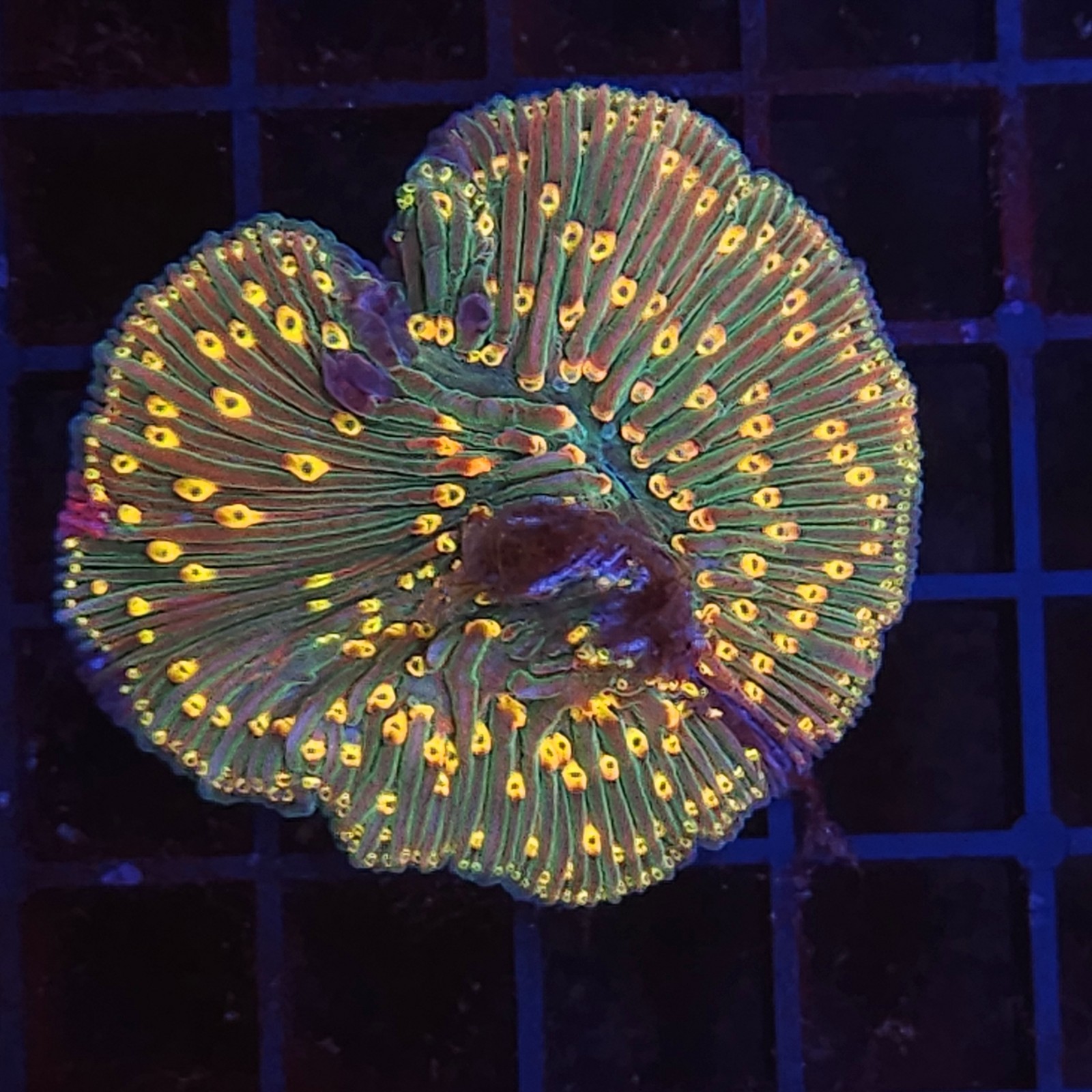 H-6003 - Fungia