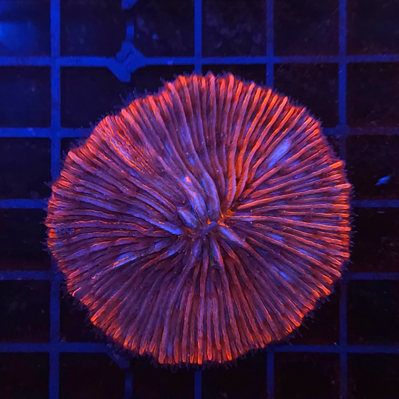 H-6006 - Fungia