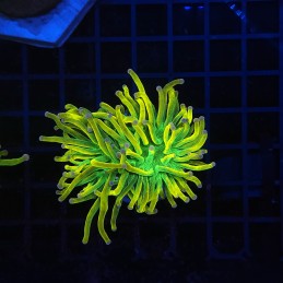 H-4014 - Euphyllia glabrescens