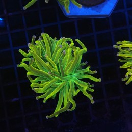 H-4015 - Euphyllia glabrescens