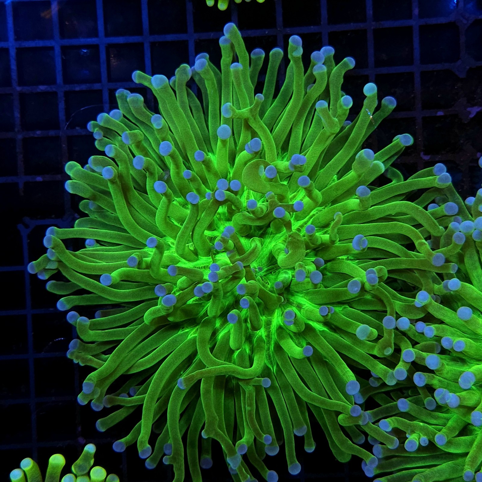 H-4016 - Euphyllia glabrescens