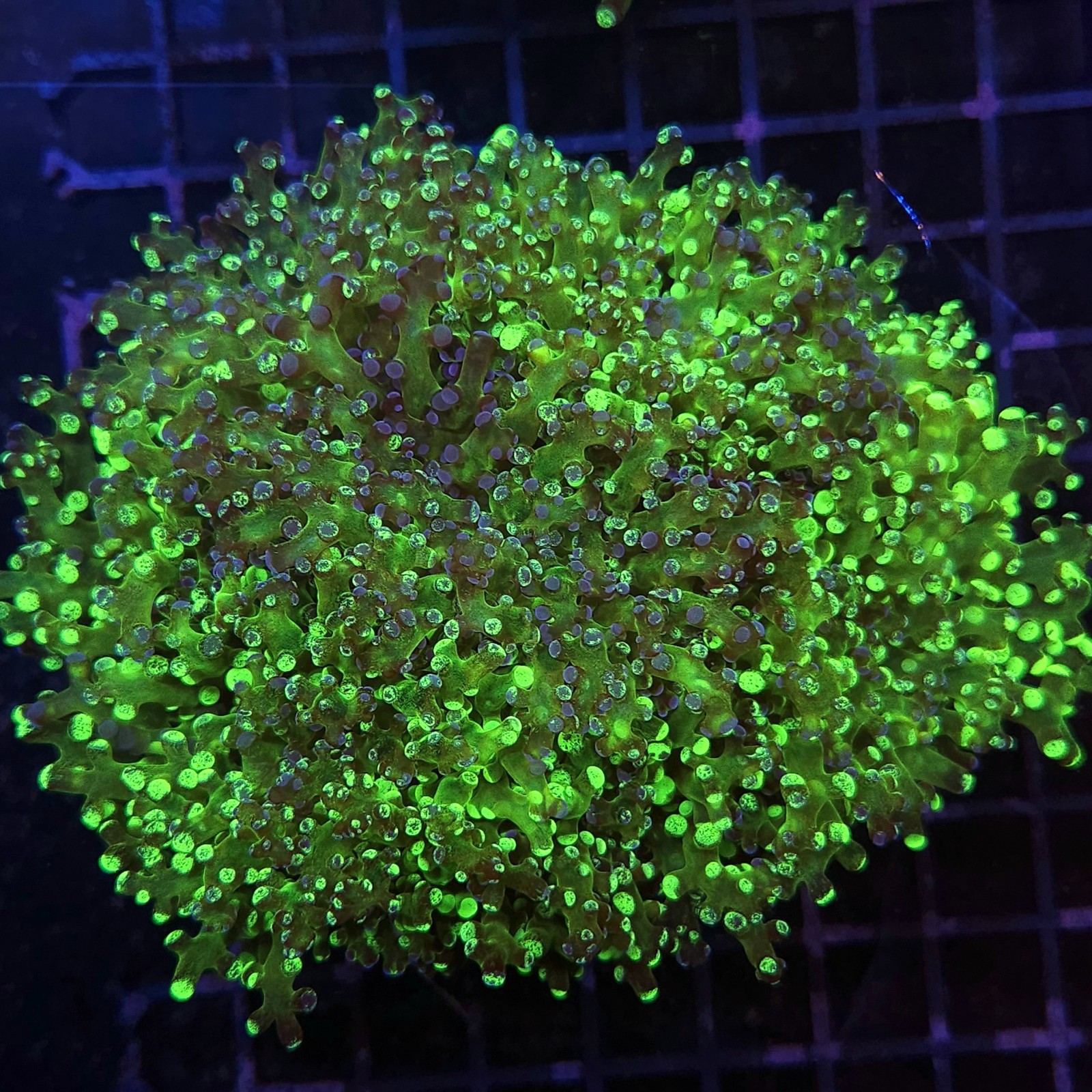 H-3501 - Euphyllia paradivisa
