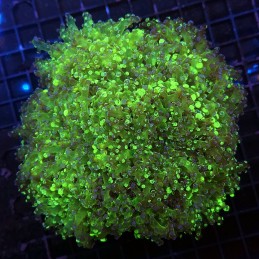 H-3502 - Euphyllia paradivisa