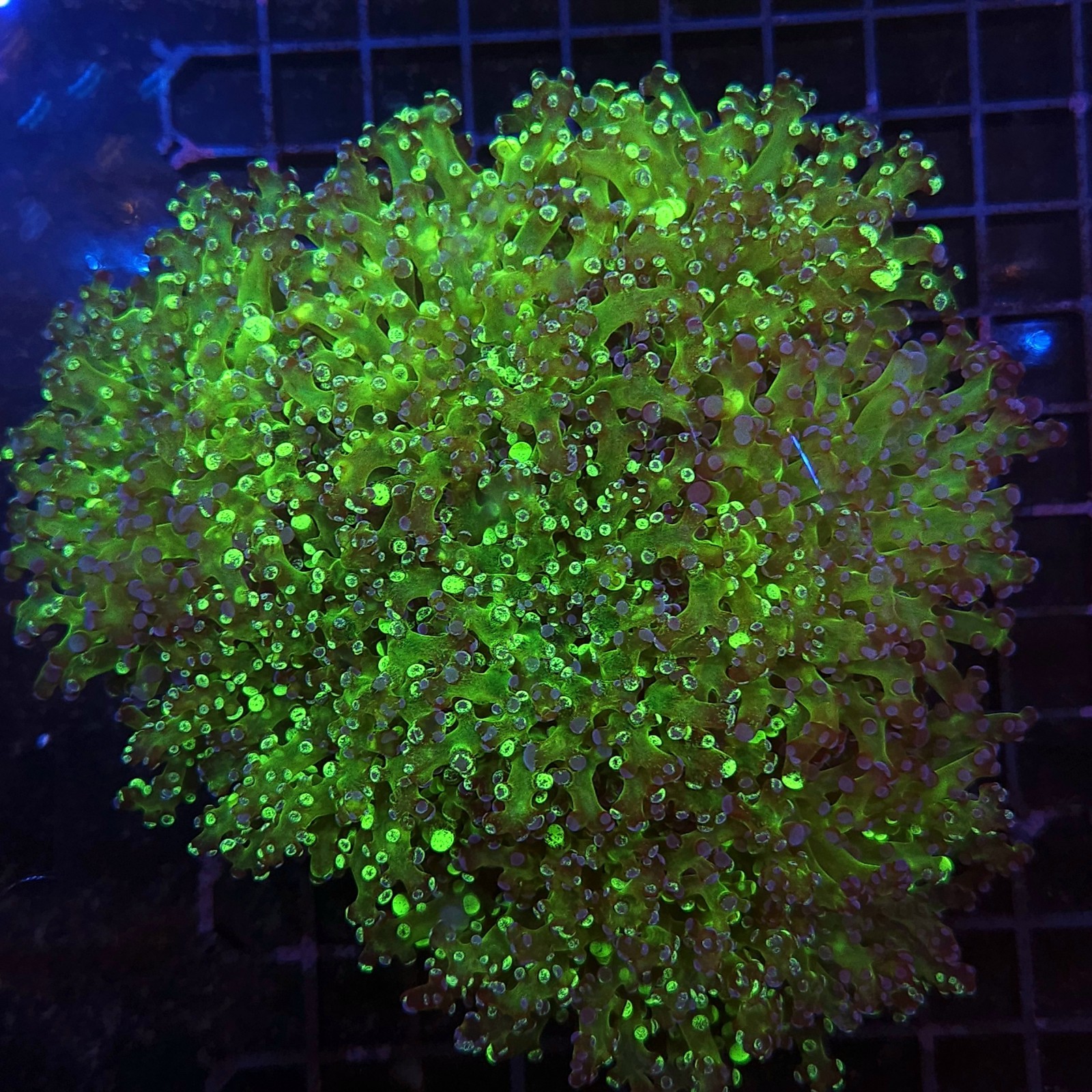 H-3503 - Euphyllia paradivisa