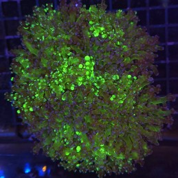 H-3504 - Euphyllia paradivisa