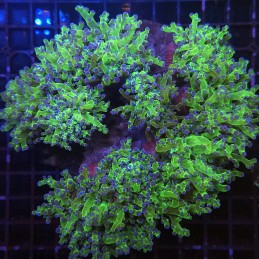 H-3505 - Euphyllia paradivisa