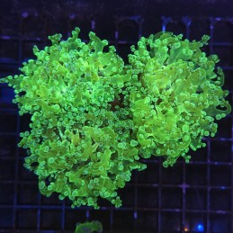 H-3506 - Euphyllia paradivisa