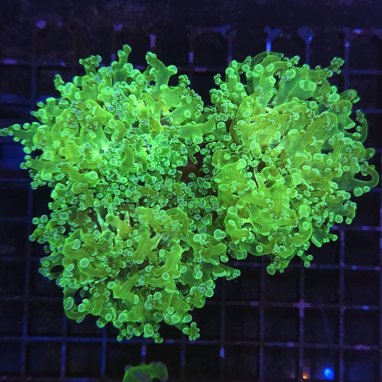 H-3506 - Euphyllia paradivisa