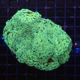 H-2501 - Euphyllia paraancora